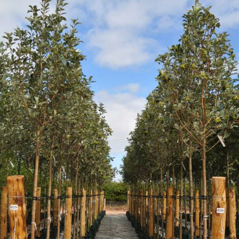 Thumbnail: Sorbus aria 'Lutescens' | Whitebeam