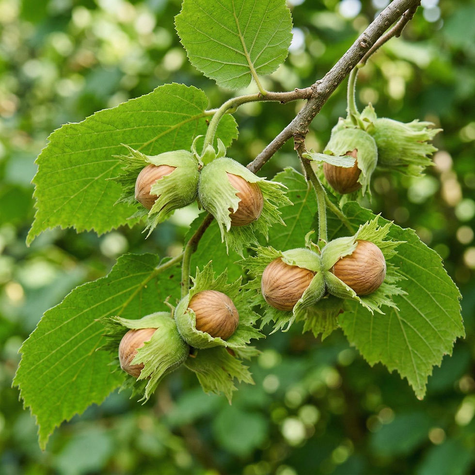 Hazel Trees Corylus Pot Grown Bowhayes Trees Hazel Trees Corylus Pot Grown Bowhayes Trees