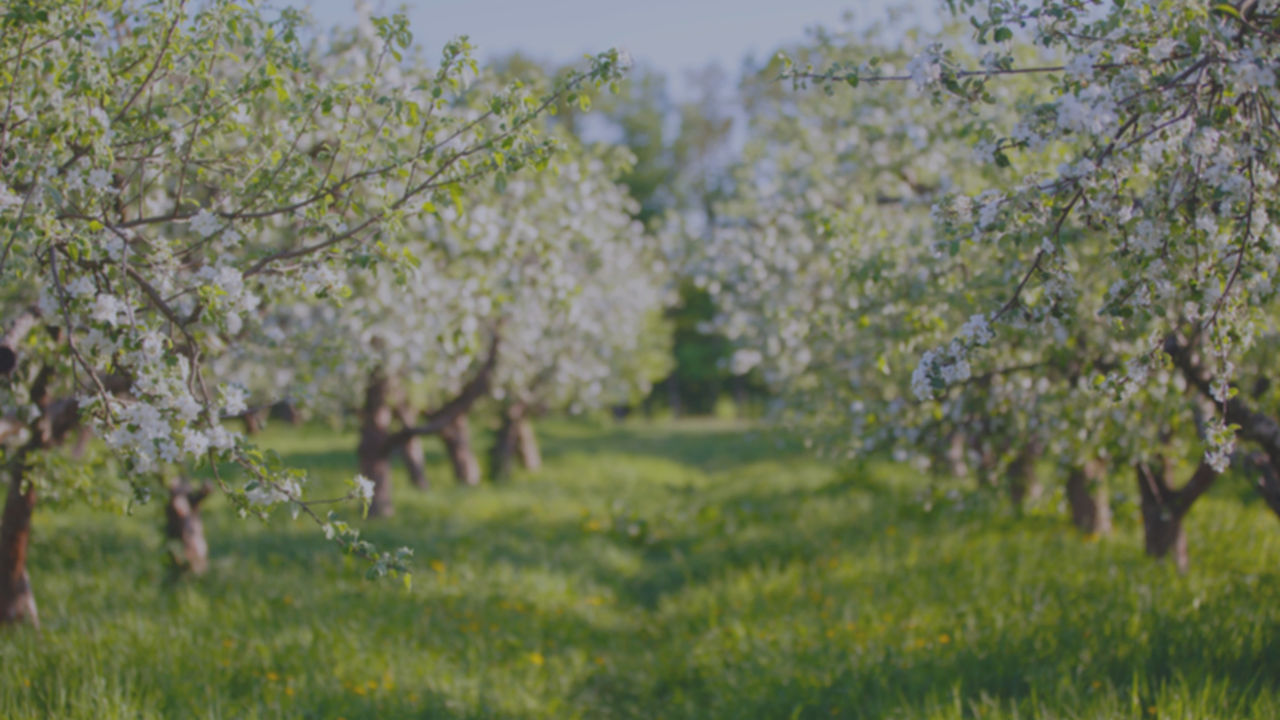 apple orchard with blooming apple trees. Apple garden in sunny spring day. Countryside at