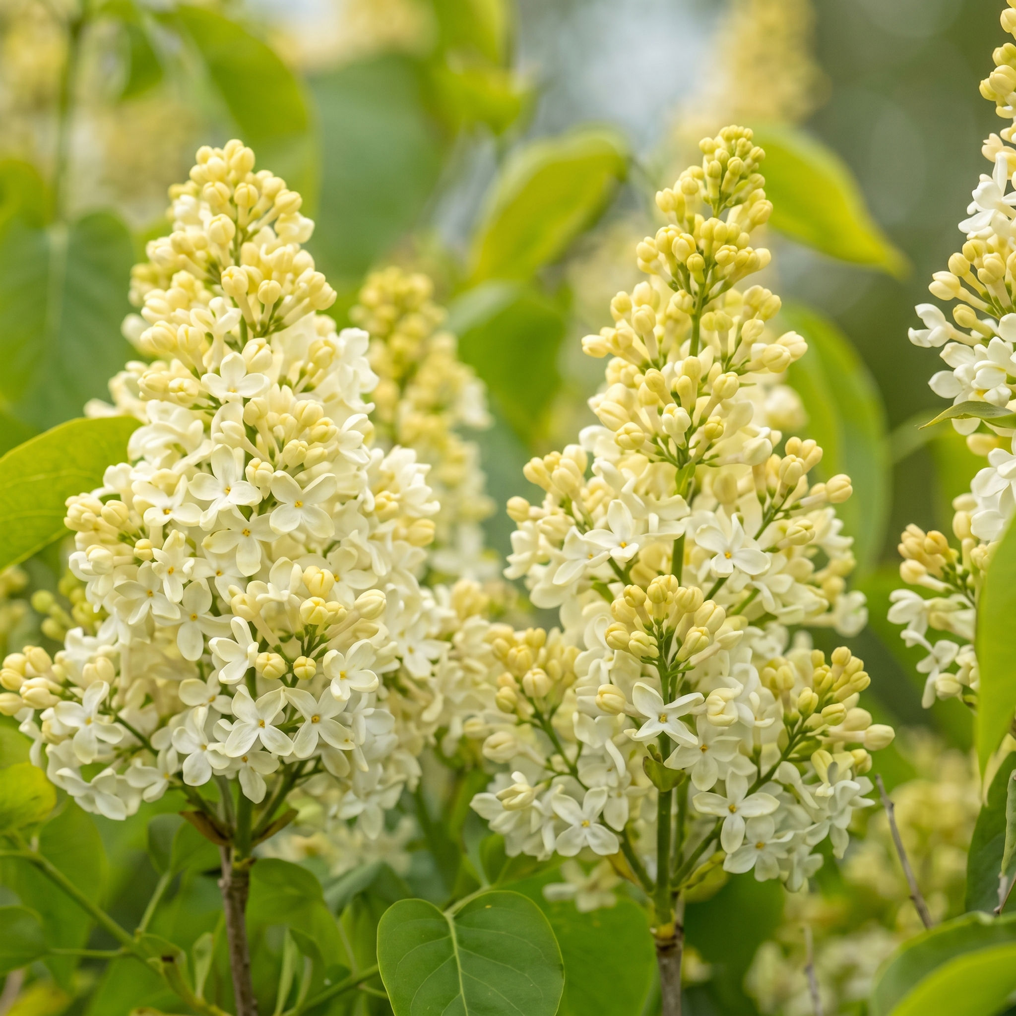 Syringa vulgaris 'Primrose' | Yellow Flowering Lilac Tree