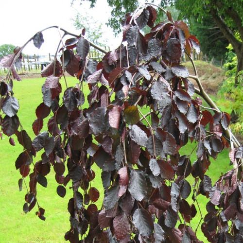 Fagus sylvatica 'Black Swan' | Weeping Purple Beech Tree | Bowhayes Trees