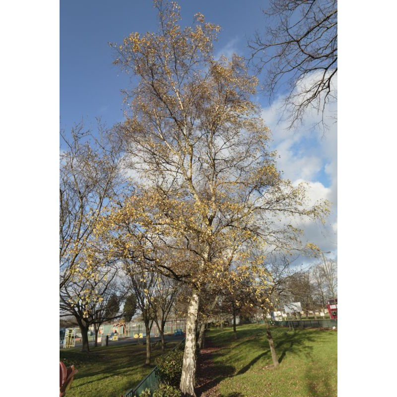 Thumbnail: Betula alba pendula Silver Birch Tree