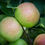 Прев'ю: Malus domestica 'Laxton's Superb' | Apple Tree