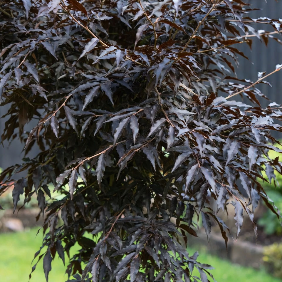 Thumbnail: Fagus sylvatica 'Midnight Feather®' | Midnight Feather® Beech Tree