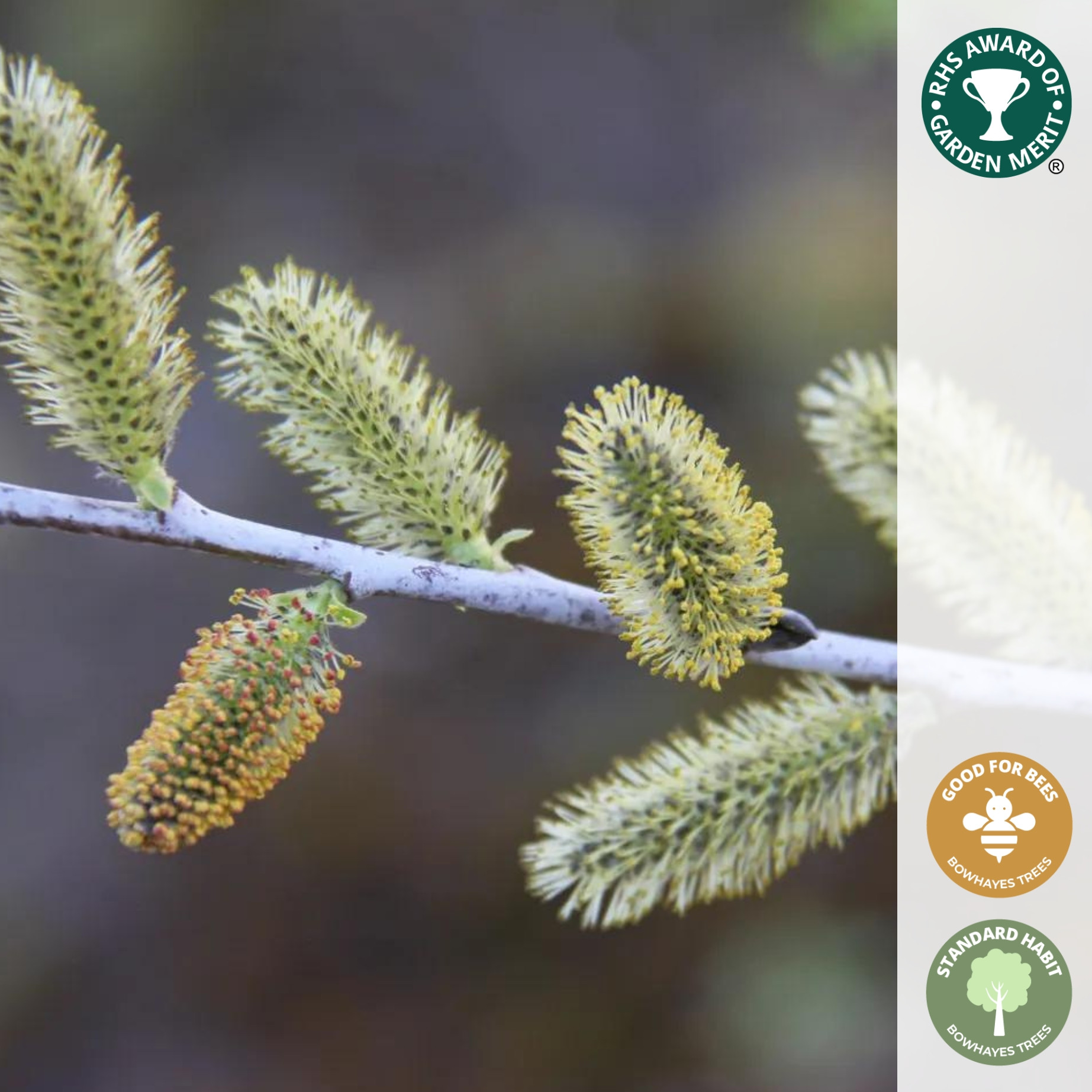 salixirroratabluestemwillow