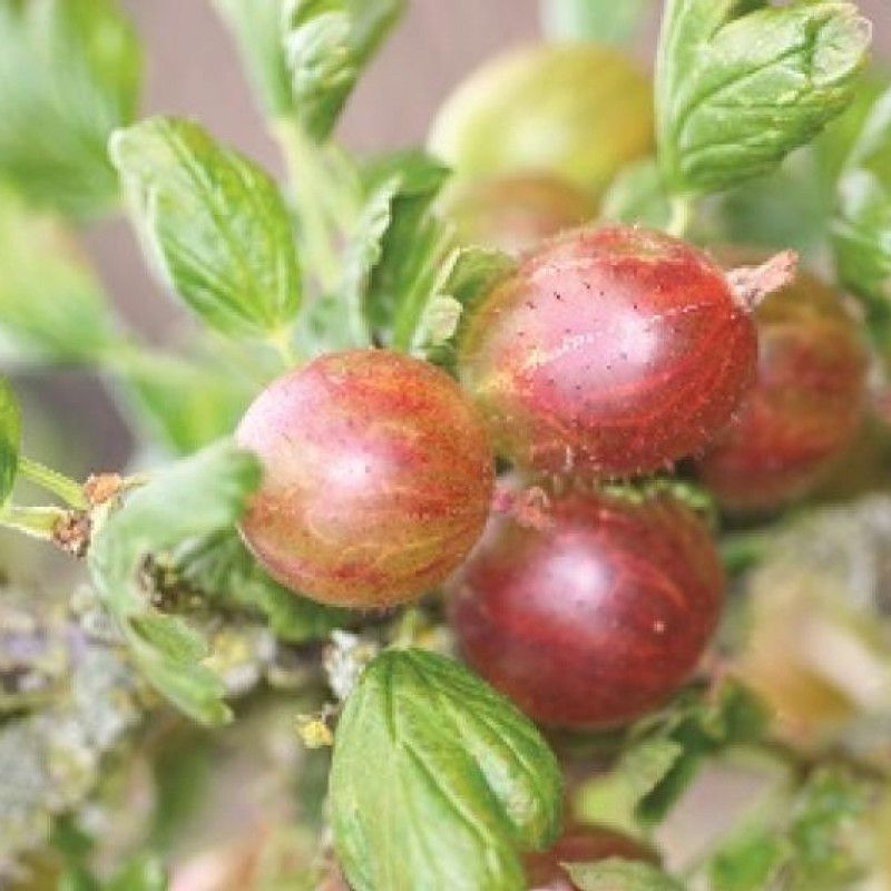 Thumbnail: Ribes uva-crispa 'Captivator Red' | Gooseberry