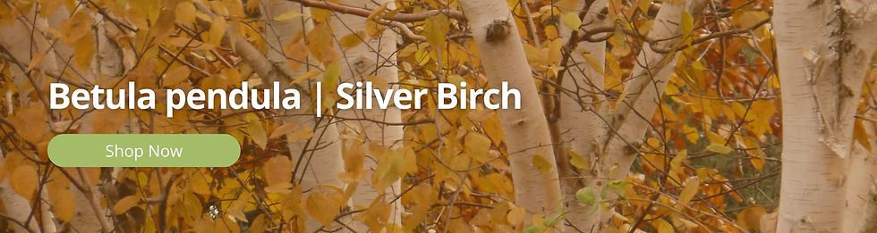 Betula Pendula | Silver Birch
