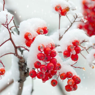 Rowan tree in the snow