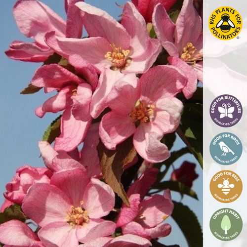 Malus 'Red Obelisk' Upright Crab Apple Tree Bowhayes Trees