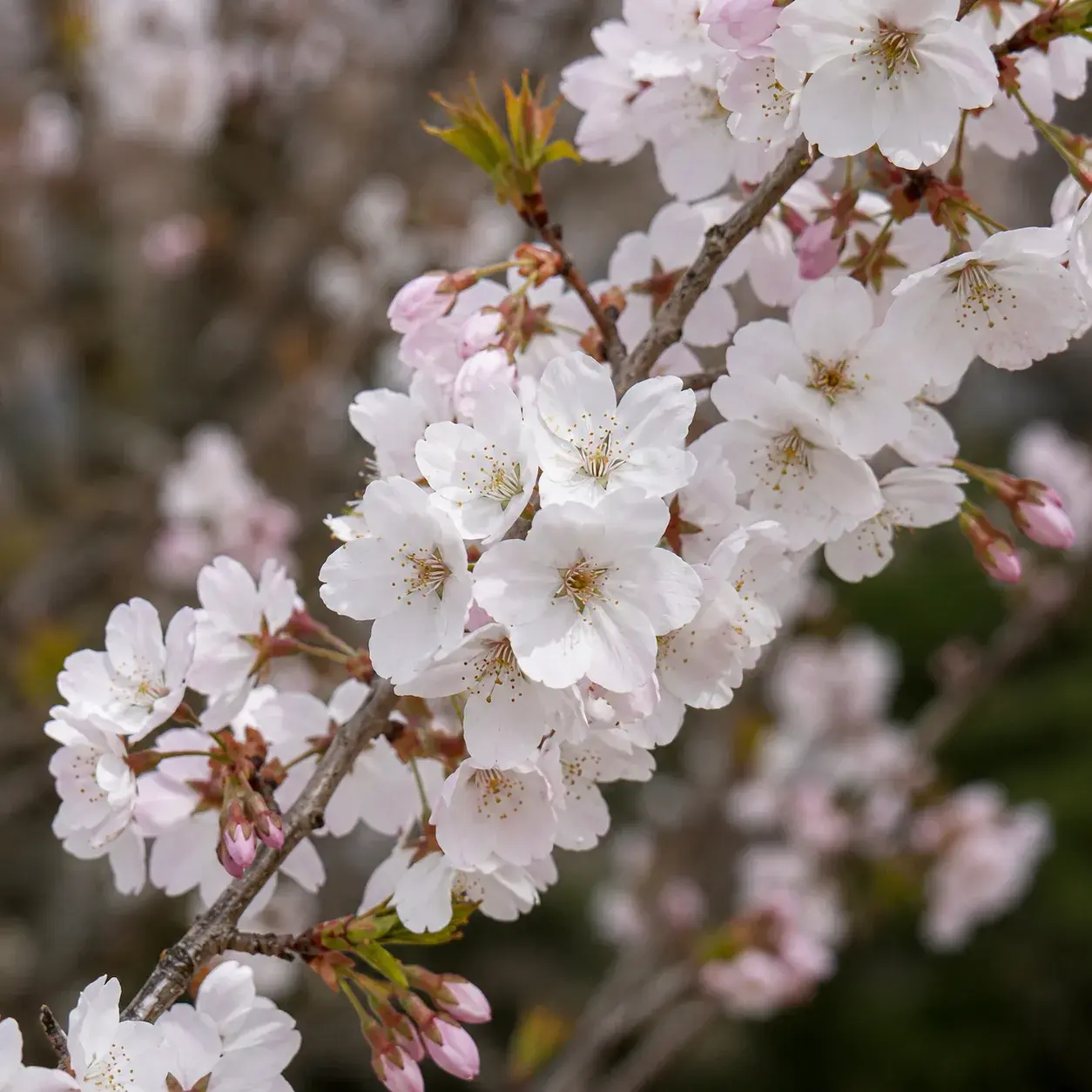 Prunus 'Pandora' | Flowering Cherry