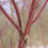 Thumbnail: Cornus alba (25 Pack) | Red Stemmed Dogwood