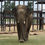 Thumbnail: Adopt An Elephant (Youth Membership)