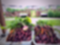 A closeup view of carrots and beets grown in the garden at LCS