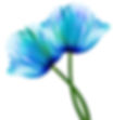 Tulips flower  blue-turquoise. Flowers on a white isolated background.  Close-up. Nature..