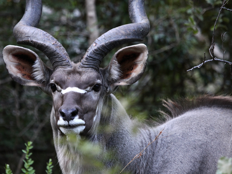 The Art of Hunting Kudu: A Guide for Trophy Seekers