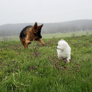 Lucy running in field.tiff
