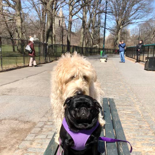 Hanging with a Friend in the Park