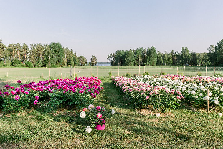 sjokullablomster_web-1031.jpg