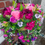 Thumbnail: Hanging Basket in Plum And Pink Shades - Matching Wreath Also Available