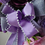 Thumbnail: Wreath In Purple and Lilac Shades