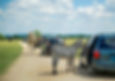 safari website 11-2.jpg