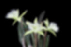 Brassavola digbiana - destaque especial.jpg