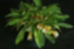 Masdevallia.jpg