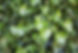 ivy.jpeg