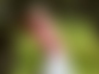 Webster punches her SA Women’s Amateur top 8 spot