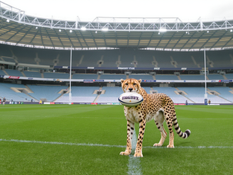 Toyota Cheetahs to make St Helen’s their European home