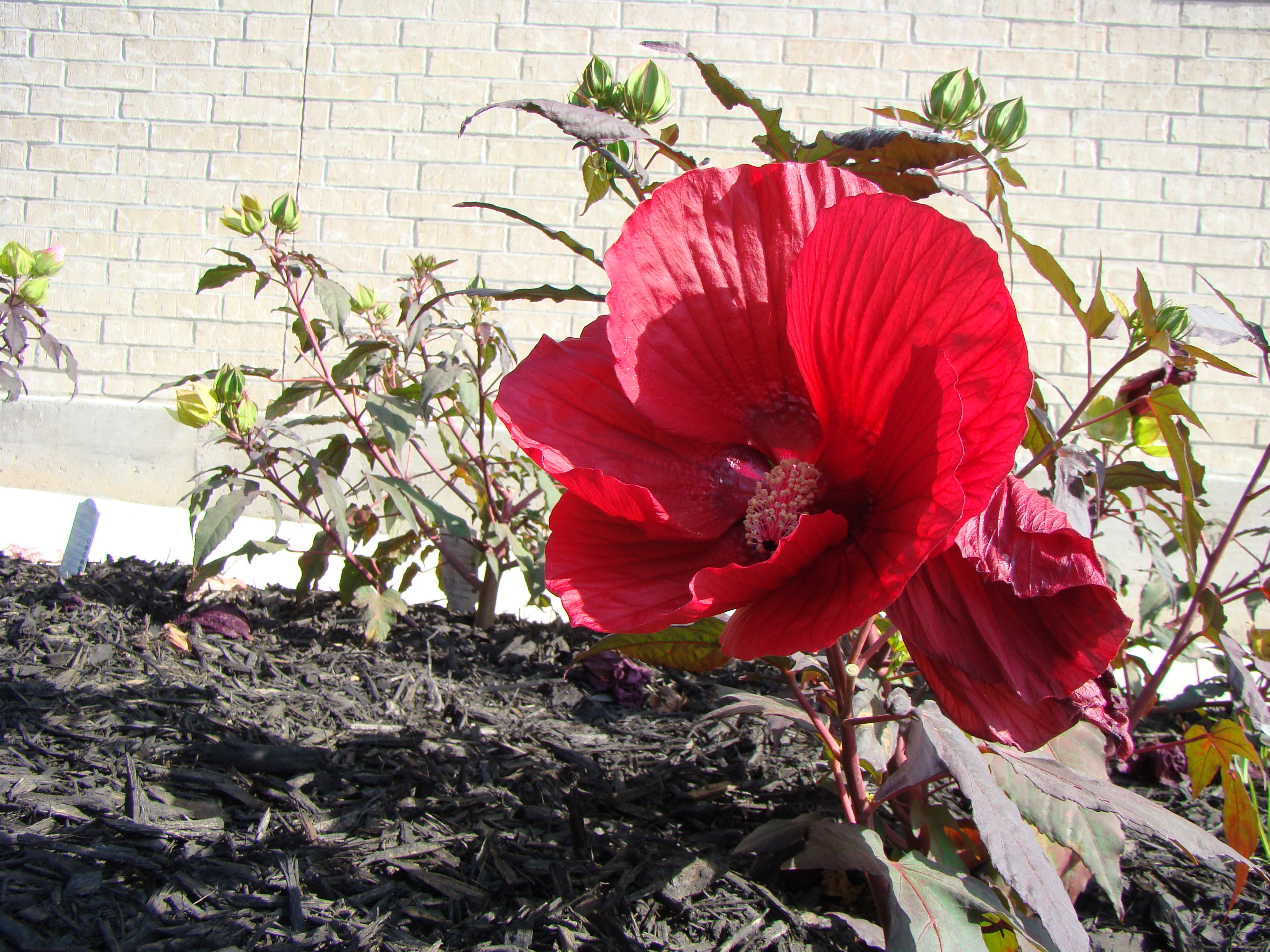 Live Oak Resort photo 3