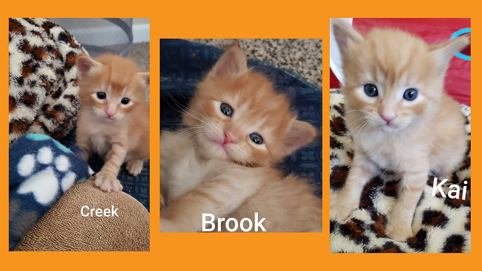 image of three kittens named Creek, Brook , and Kai