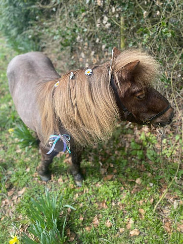 One Shetland Pony