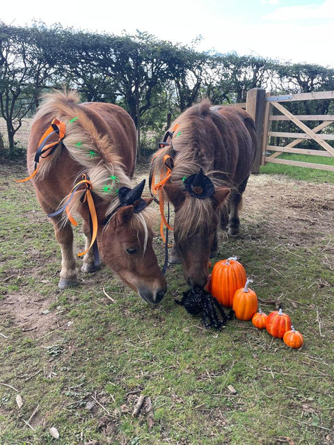 A picture of two ponies with halloween decorations