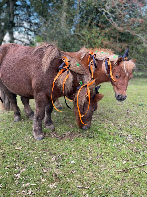 A picture of two ponies with halloween decorations