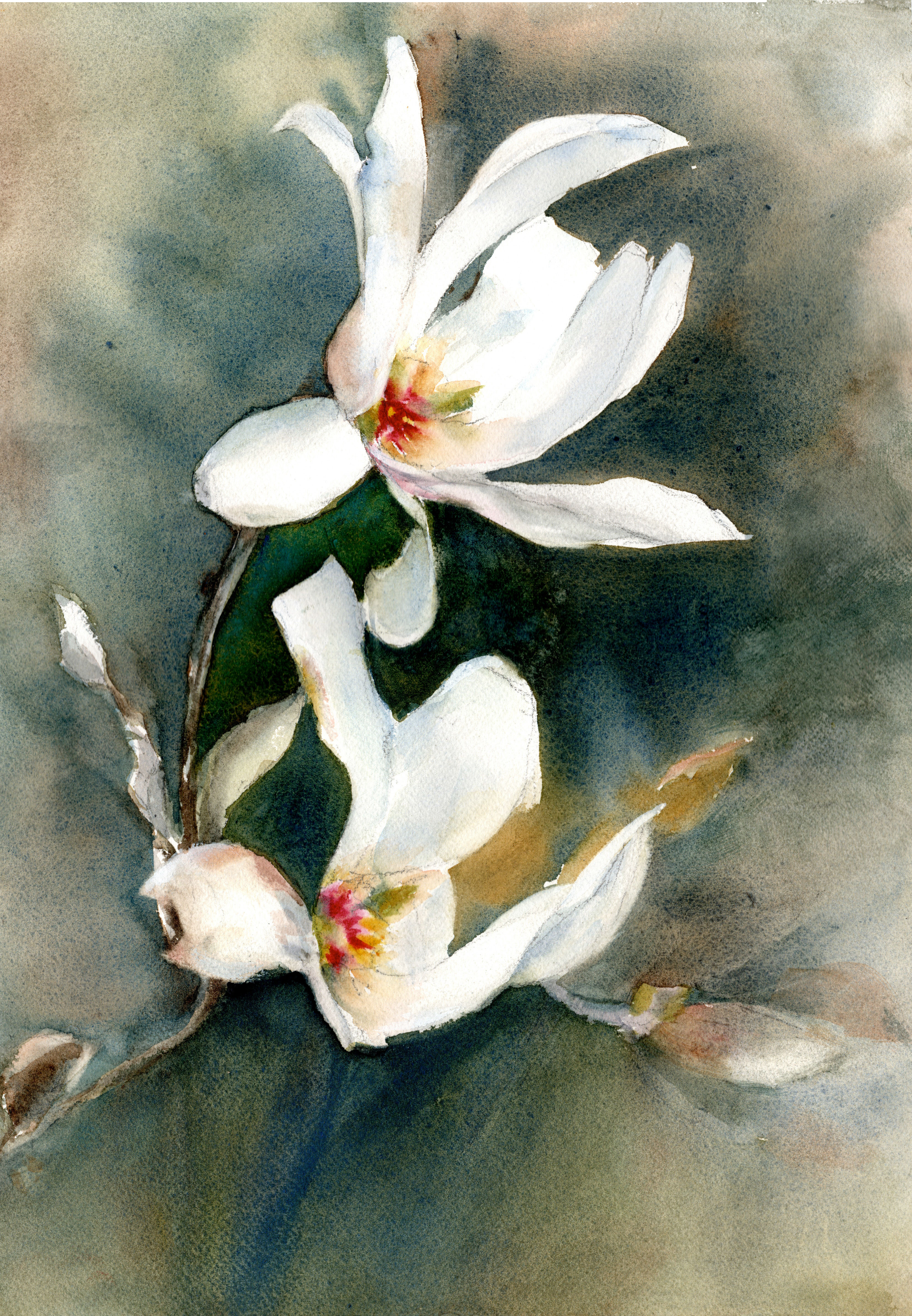 Magnolia Blossom