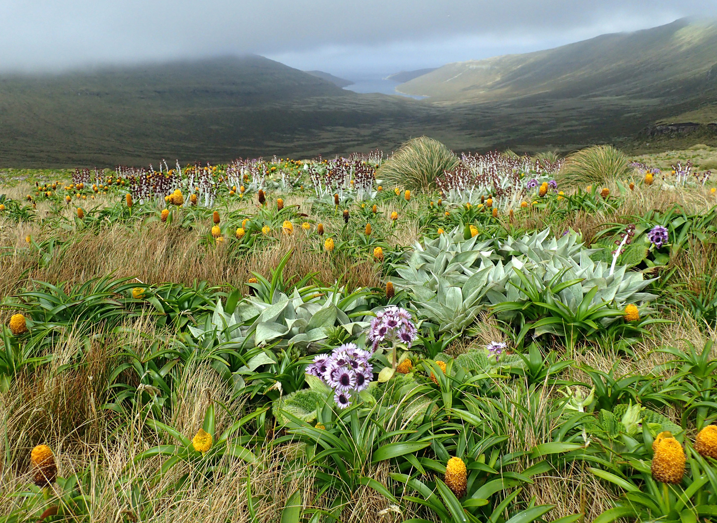 Megaherb fields on Campbell's Island, NZ, 2017