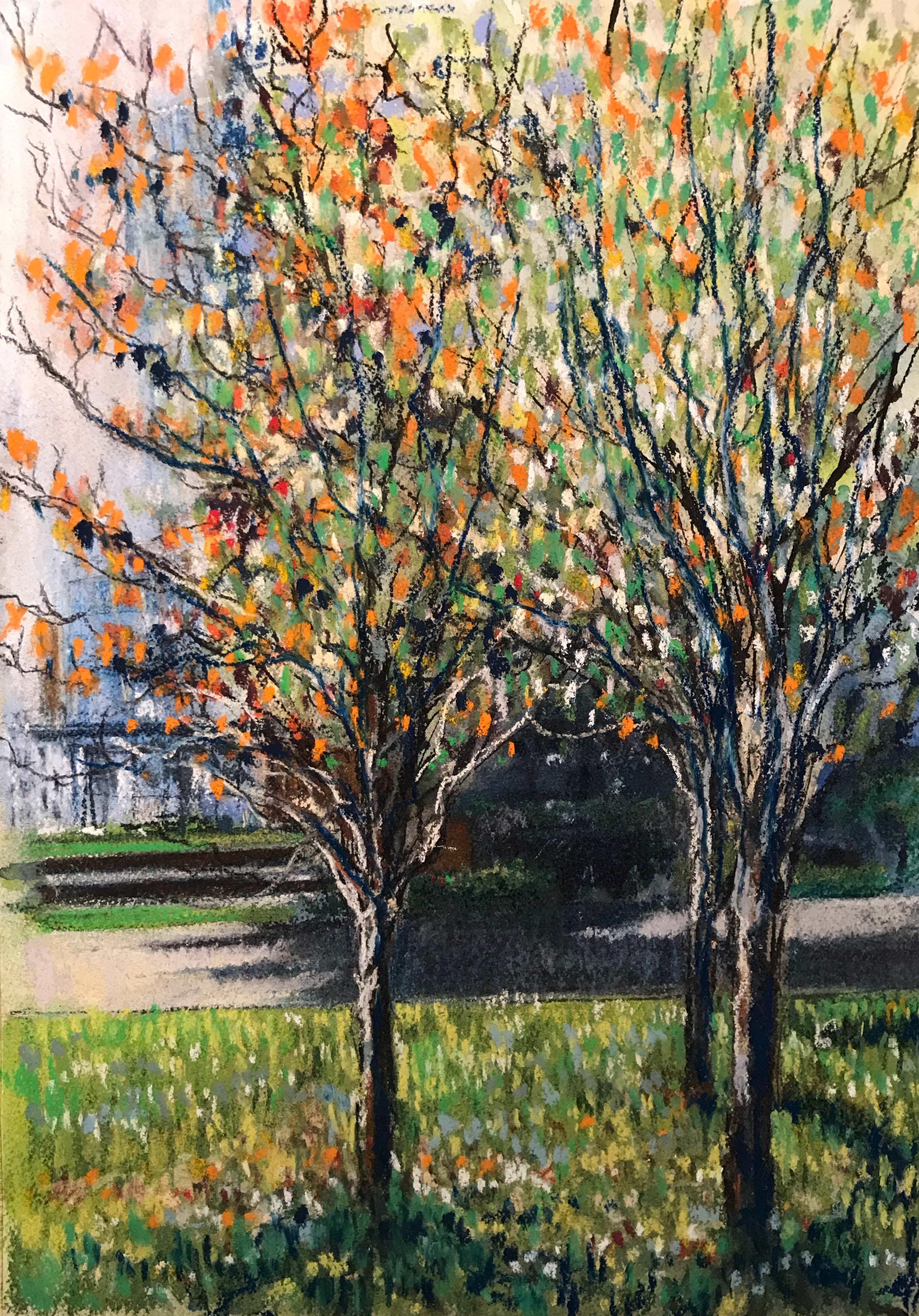 Winter light across Chippendale green