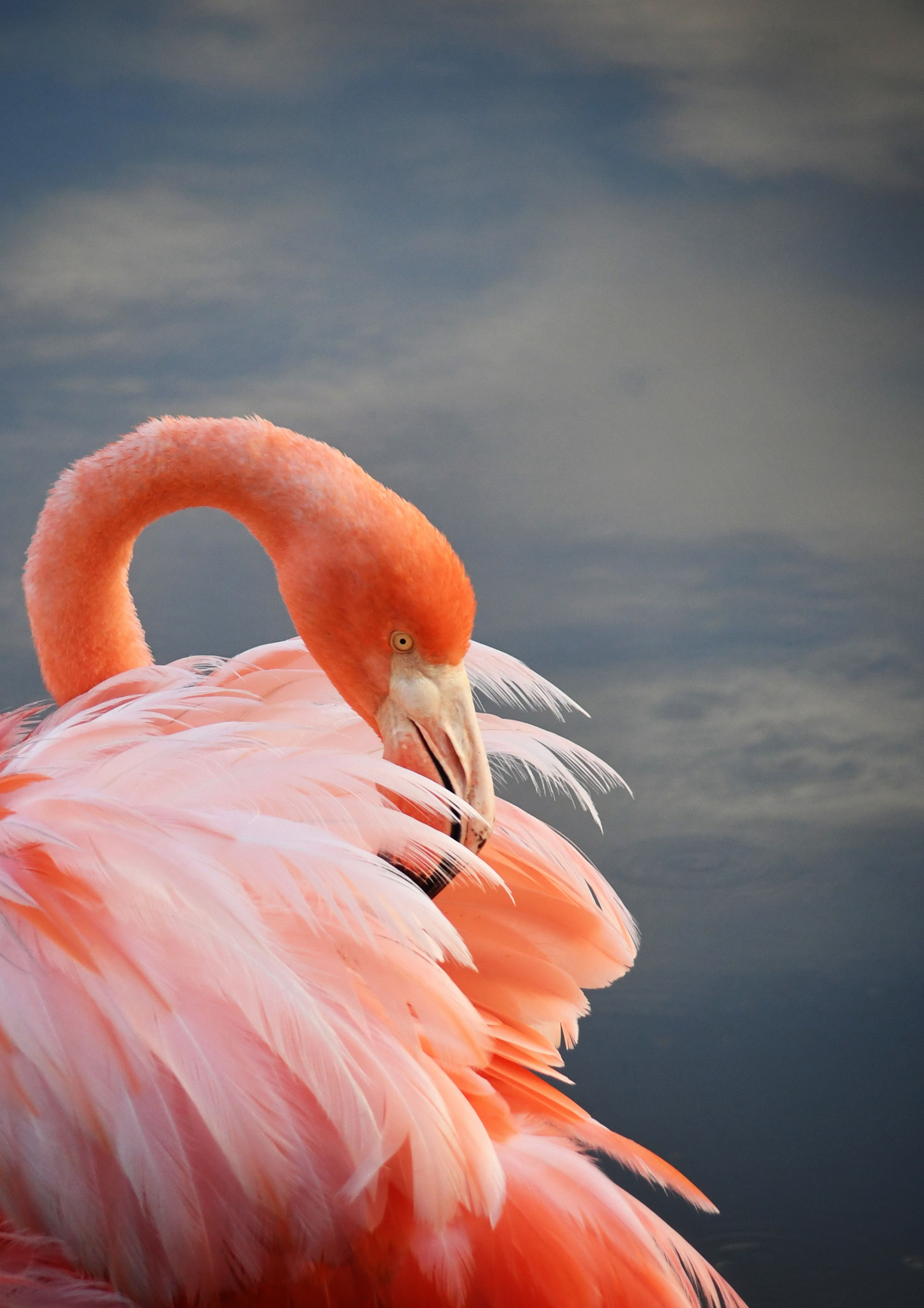 Galapagos pink