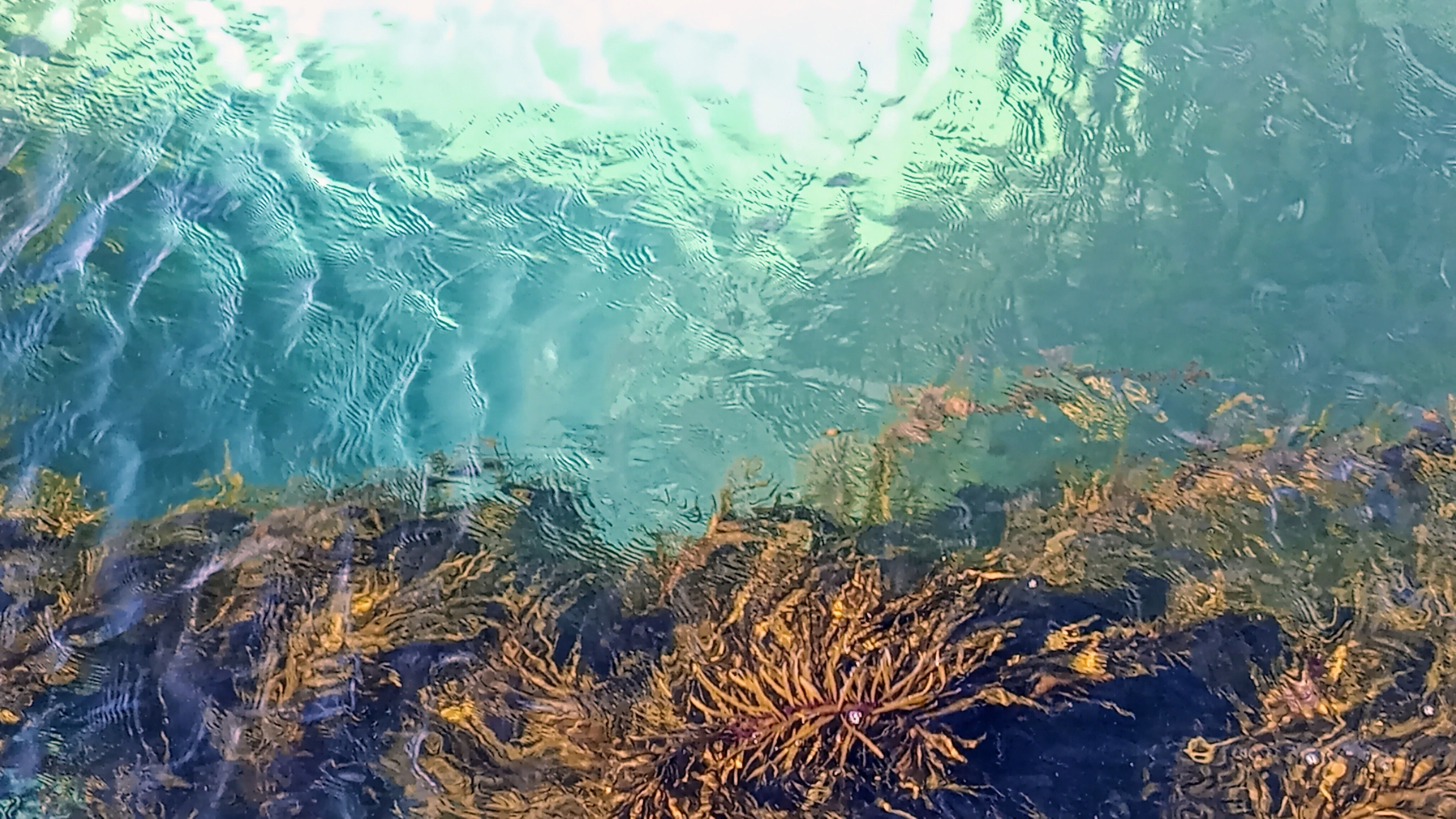 Seaweed for life