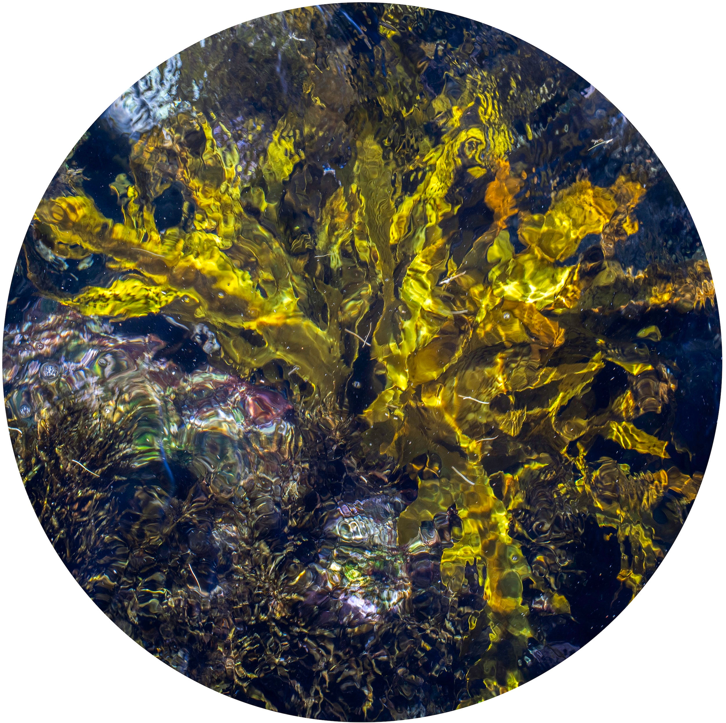 Golden Kelp at Clovelly Bay