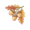 autumn acorns icon no background to place at corner of text.png