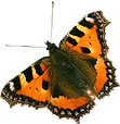Orange Butterfly 2 _edited.png