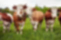 Kühe-Münchner-Käse-Manufaktur.jpg