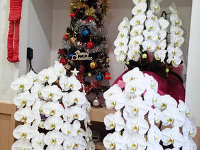 クリスマスツリー🎄