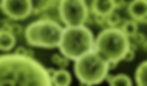 MOLD PICTURE
