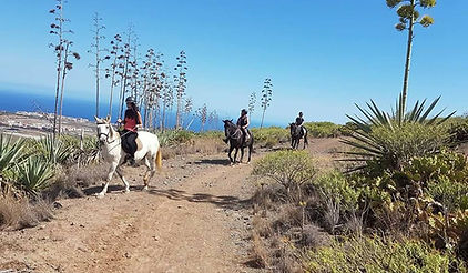 Horse Tenerife