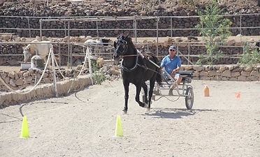 Horse riding in tenerife