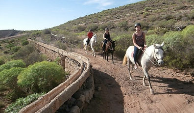 Tenerife Horse