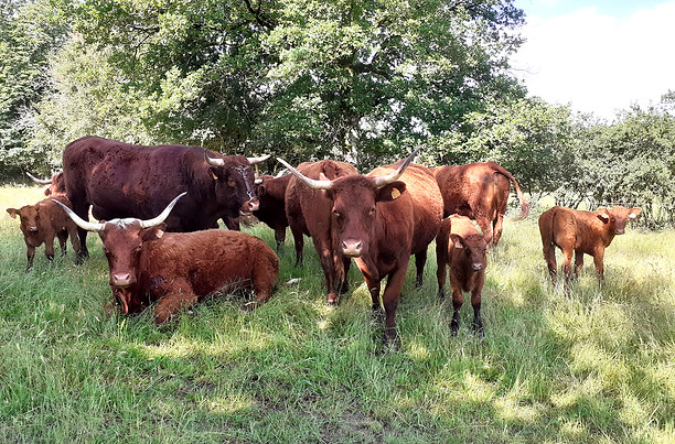 viande boeuf 86